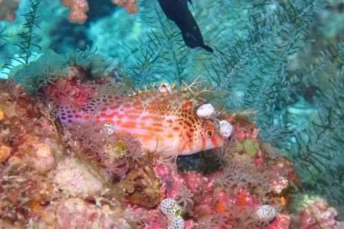 Cirrhitichthys falco