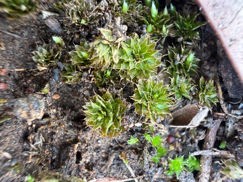 Rosulabryum campylothecium observed 2026-05-07