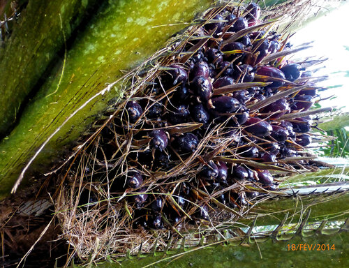 Elaeis guineensis