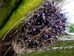 Elaeis guineensis