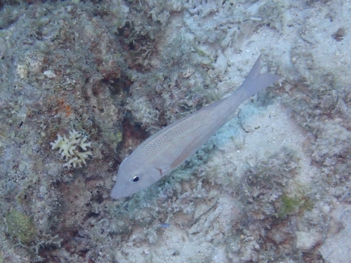 Lethrinus obsoletus