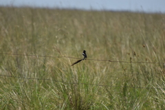 Alectrurus risora