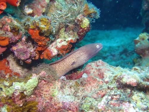 Gymnothorax thyrsoideus