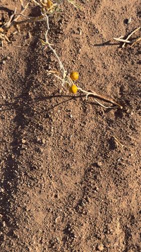 silverleaf nightshade