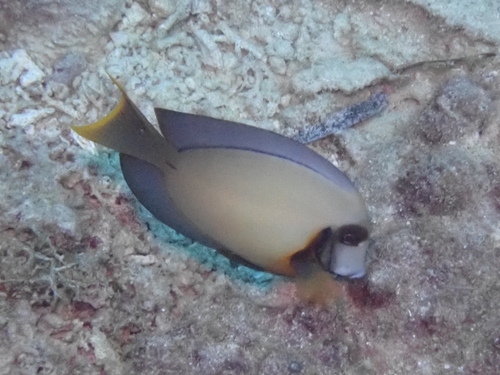 Acanthurus pyroferus