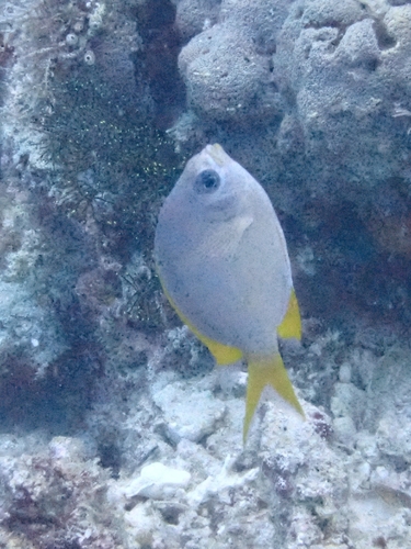 Chromis analis