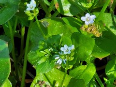 Claytonia rubra