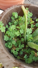 Platymiscium pinnatum