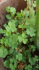 Platymiscium pinnatum