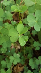 Platymiscium pinnatum