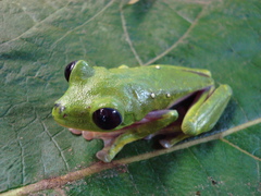 Agalychnis spurrelli