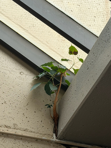 Ficus religiosa, 2026-05-06