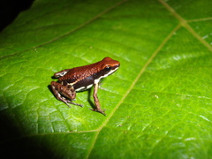 Epipedobates boulengeri