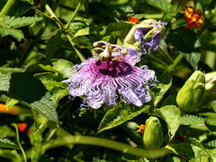 Passiflora cincinnata