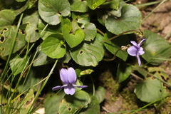 Rostratae