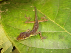 Anolis gracilipes