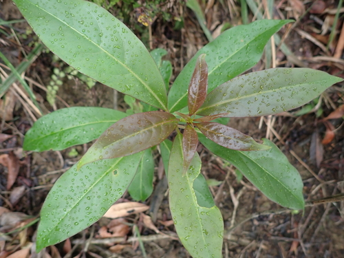 Ehretia longiflora observed 2026-04-25