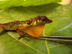 Anolis gracilipes