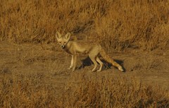 Vulpes vulpes pusilla