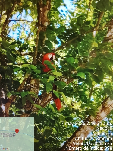 Scarlet Macaw