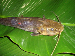 Pimelodella