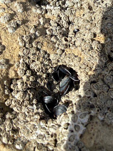 Mytilus galloprovincialis