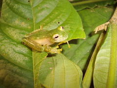 Teratohyla pulverata