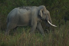 Elephas maximus indicus