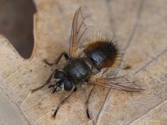 Tachina lurida