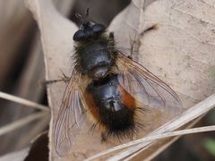 Tachina lurida