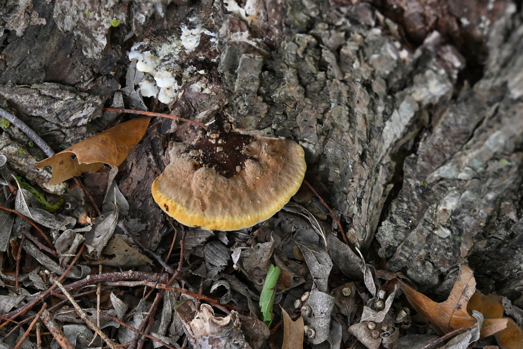Fuscoporia gilva · April 2026 · photo: © vince13 (iNaturalist, cc0)