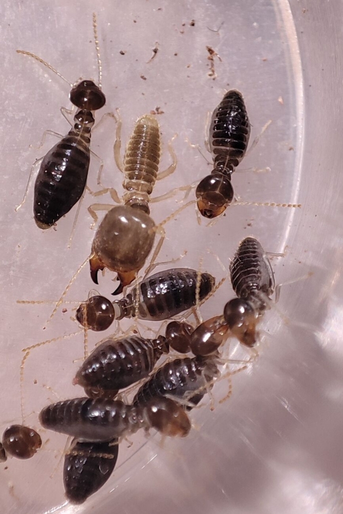 Indotermes