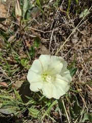 Calystegia subacaulis episcopalis