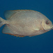 Maze Rabbitfish - Photo (c) craigjhowe, some rights reserved (CC BY-NC)