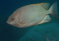 Vermiculated Spinefoot photo 3