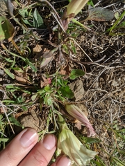 Calystegia subacaulis episcopalis