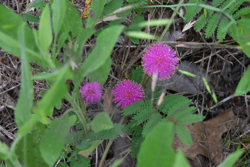 Mimosa quadrivalvis, photograph 4