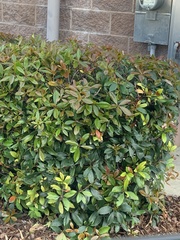 Photinia × fraseri