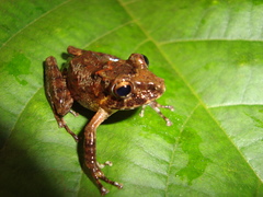 Pristimantis labiosus