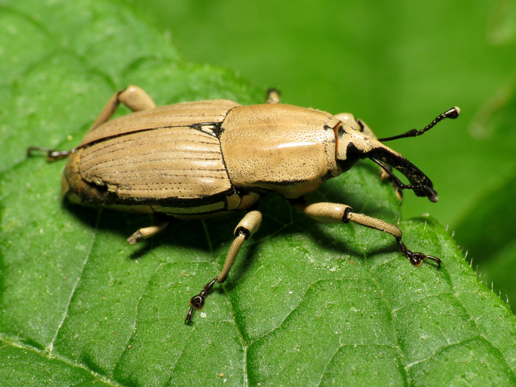 Clay-colored Billbug