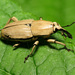 Clay-colored Billbug - Photo (c) Katja Schulz, some rights reserved (CC BY)