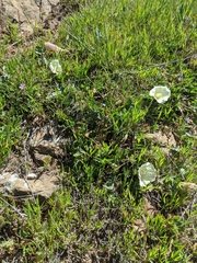 Calystegia subacaulis episcopalis