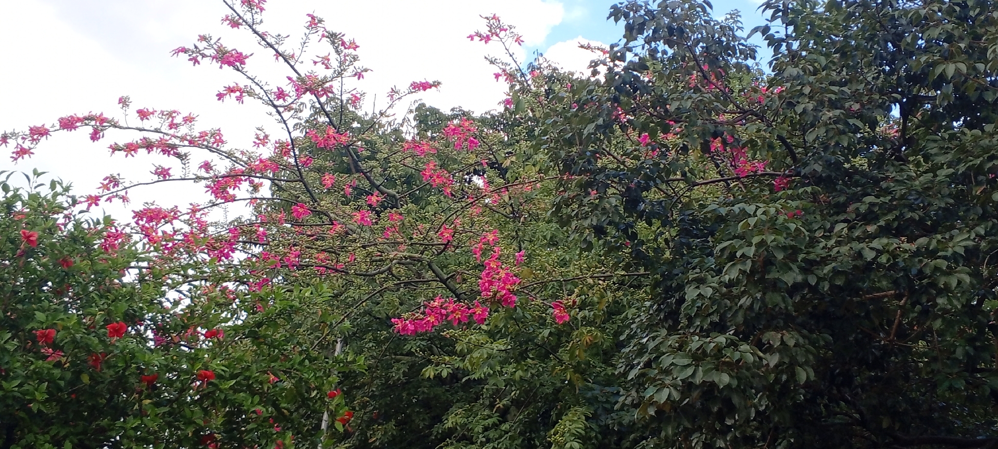 Ceiba camba Drawert, A.A.Angulo & Catari 3