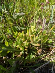 Dudleya blochmaniae blochmaniae