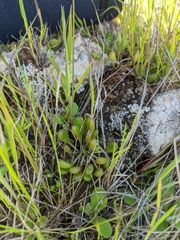 Dudleya blochmaniae blochmaniae