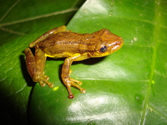 Scinax tsachila