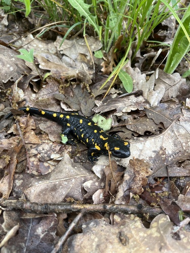 Fire Salamander