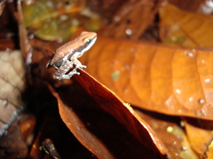 Epipedobates boulengeri