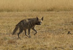 Hyaena hyaena