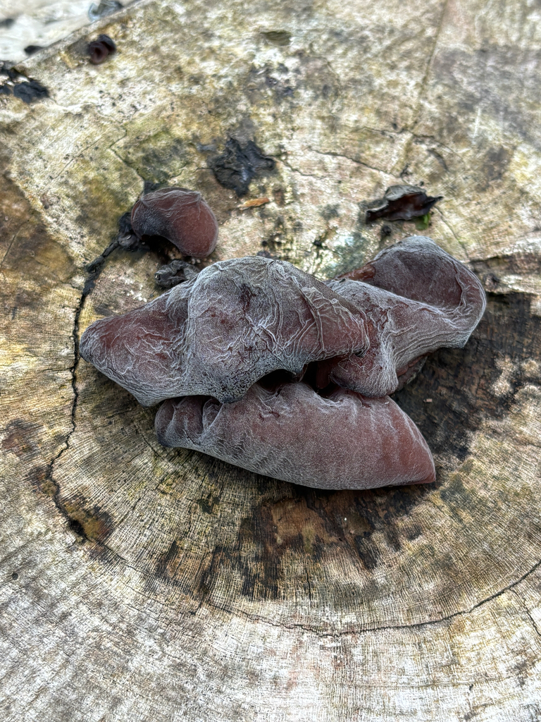 Auricularia auricula-judae · May 2026 · photo: © josehigas (iNaturalist, cc-by)